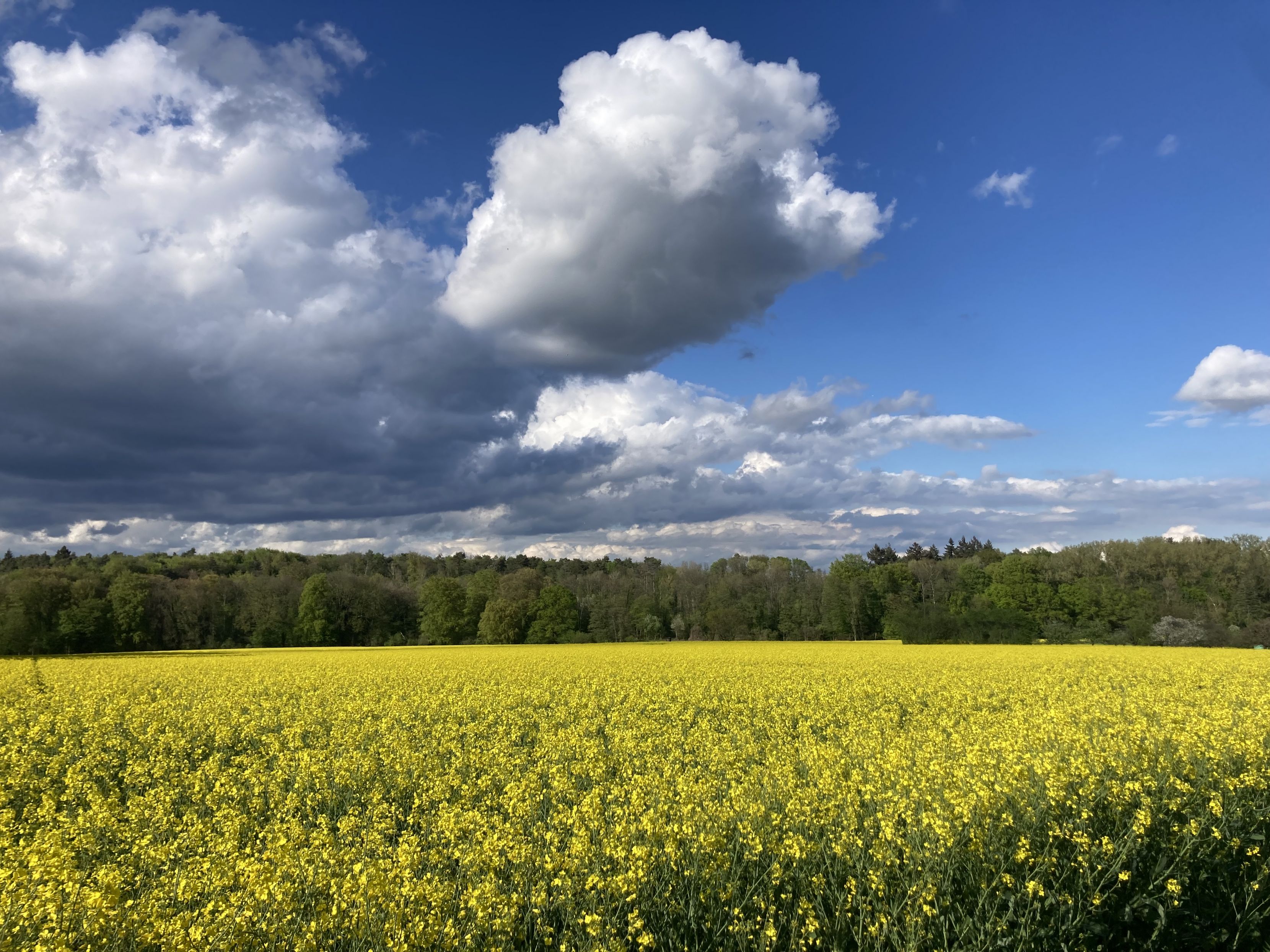 Rapsfeld